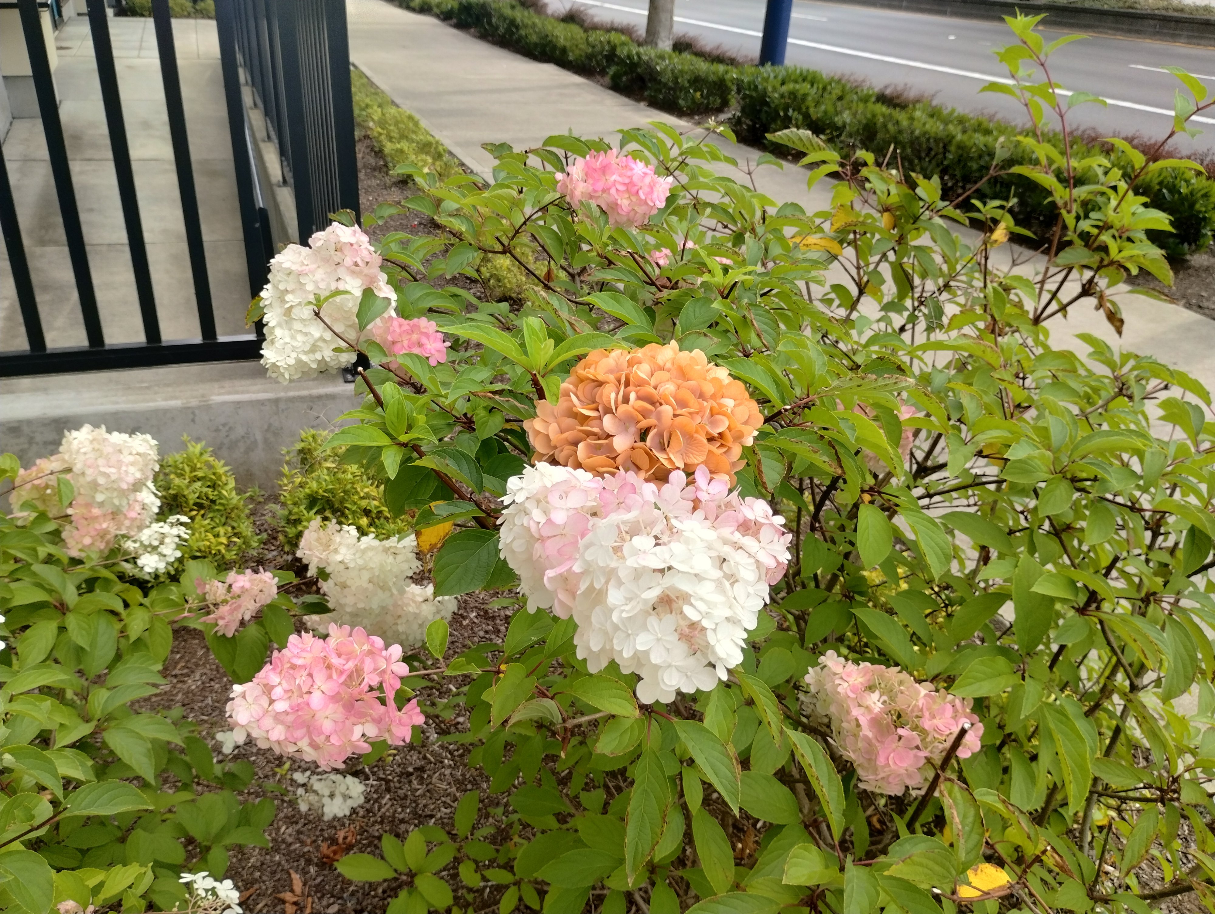 A leafy hydrangea bush in a garden bed next to a sidewalk, displaying large clusters of flowers in white, soft pink, and warm peach.