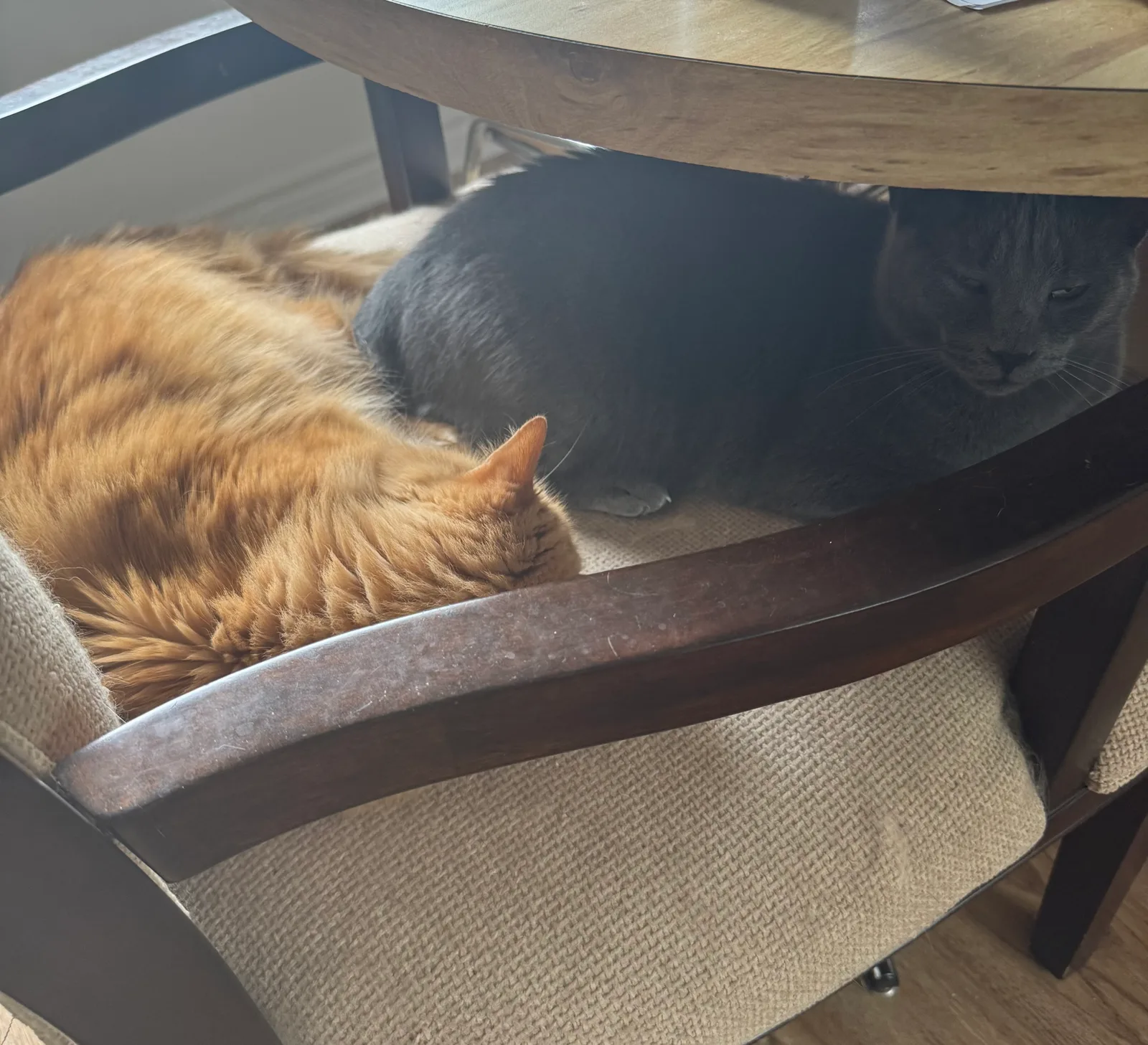 Seven: I’m hanging out with Murray! I’m just not sure he knows that.