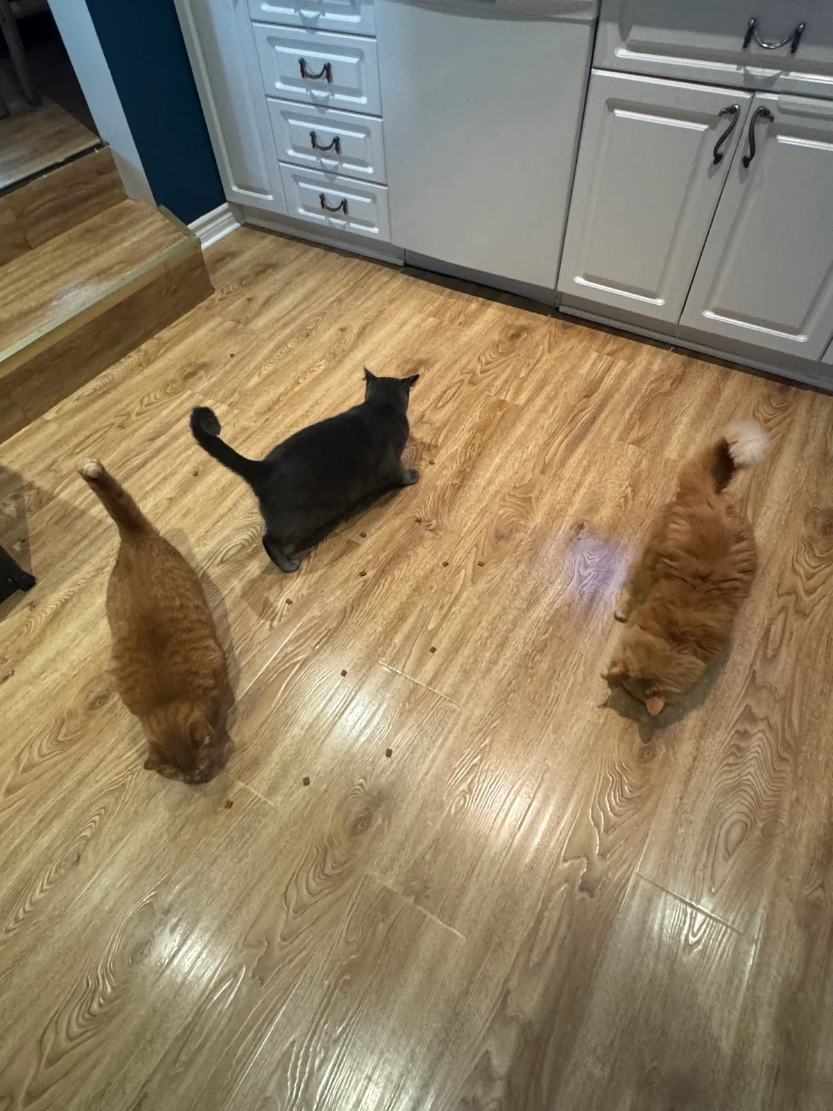 Dr. Roberta Bondar: Treats! Treats! Treats!