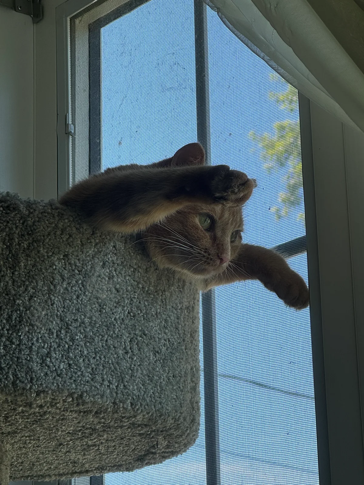Dr. Roberta Bondar: Just hanging out in my tree, arms out, on a beautiful sunny day.