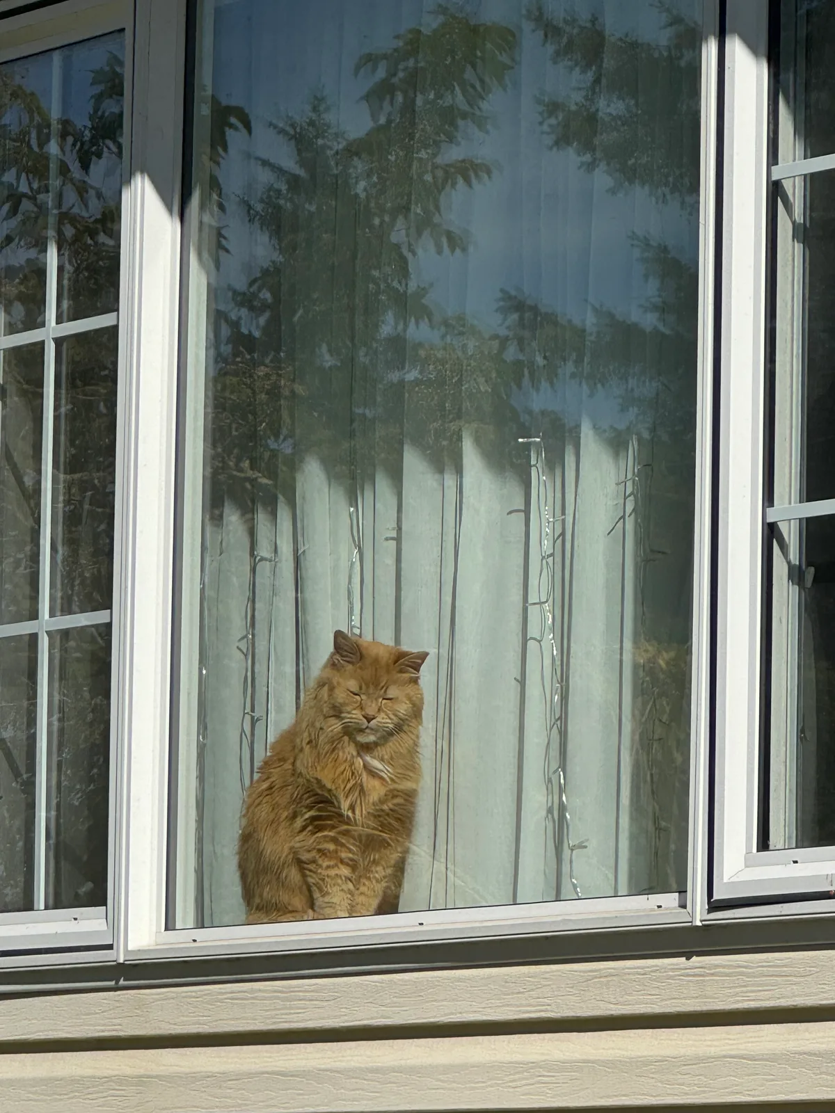 Murray: I love a good sunbeam on a fall day. It’s nice and warm in this window.  Maybe the small hoomans will walk by and wave at me.