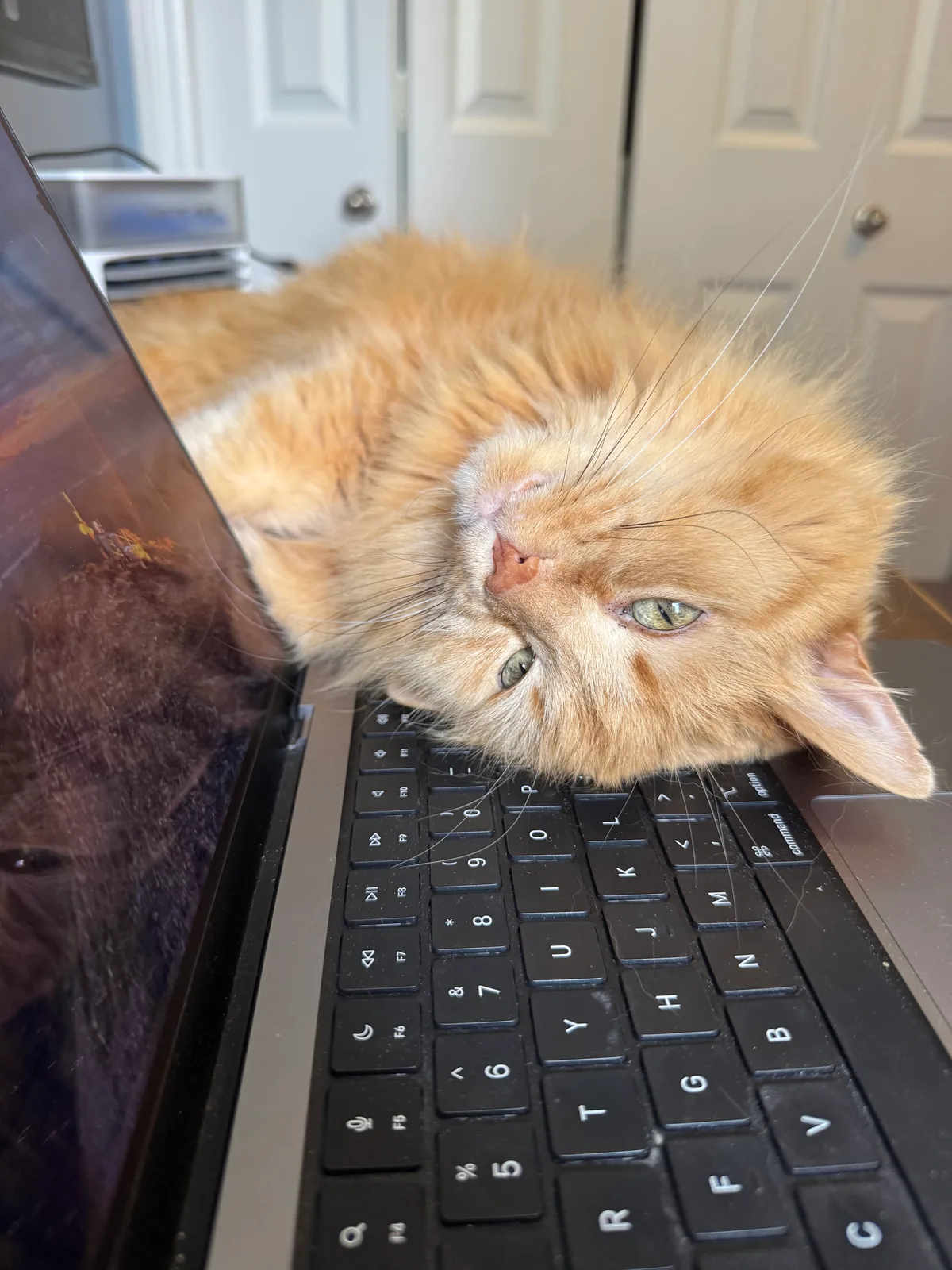 Murray: I didn’t catch the brain cell today. 

#orangecat
