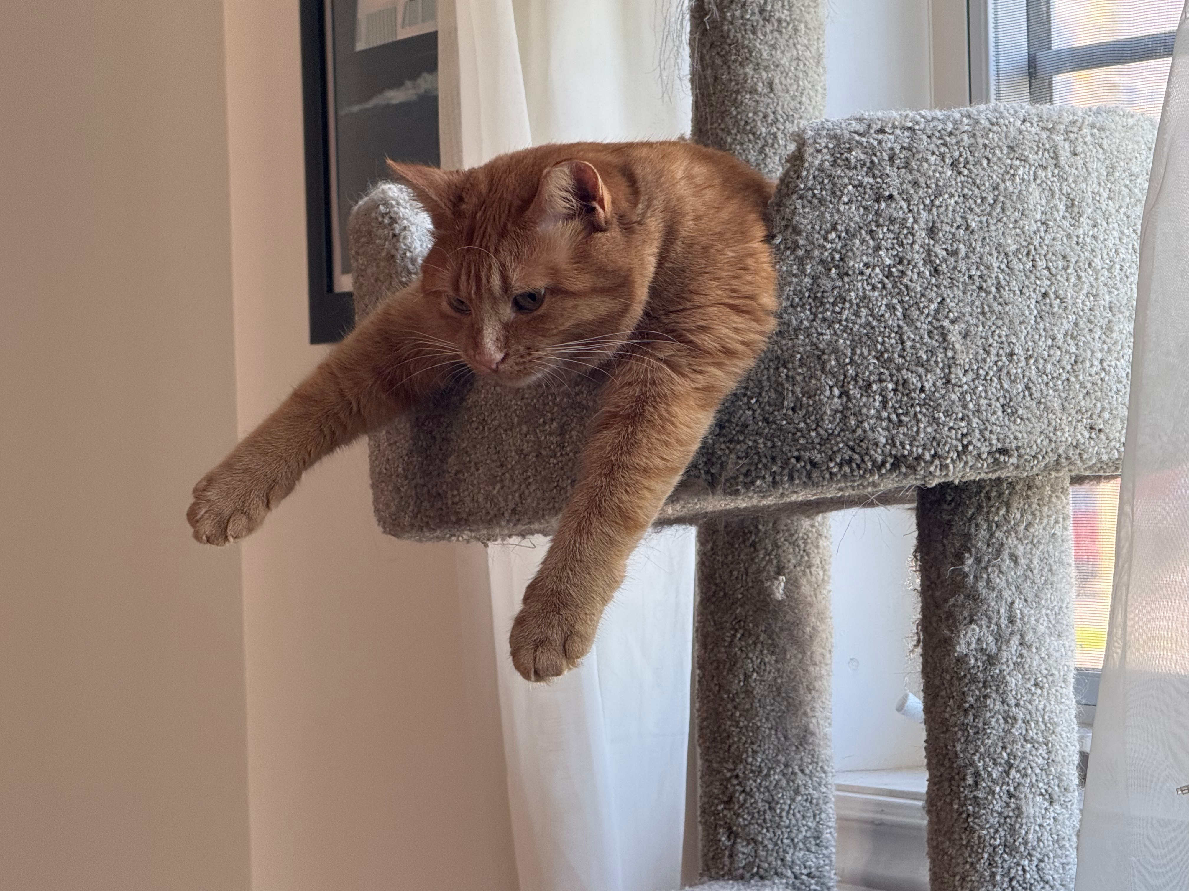 Dr. Roberta Bondar: For my first post here, I want to show you what my hoomans call my "Canadarms".  If you're Canadian, you should understand why this is funny.